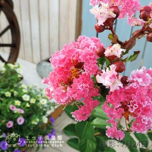 サルスベリ 『 ペパーミントレース ( 夏祭り...の詳細画像3