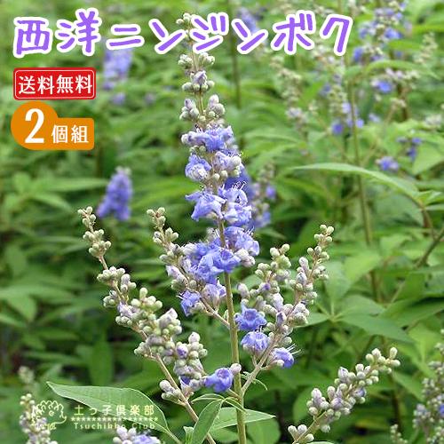 西洋ニンジンボク （チェストツリー） 2個セット （ 送料無料 ） 12cmポット苗