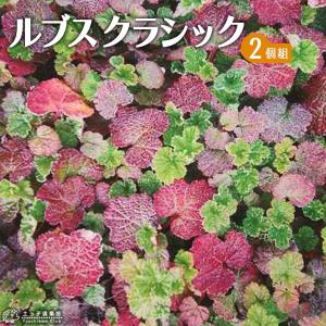 ルブス クラシック 2個セット 7.5cmポット苗
