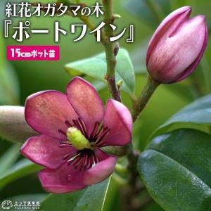 オガタマの木  『紅花オガタマ 』 ポートワイン 15cmポット苗 （別名： バナナツリー ）