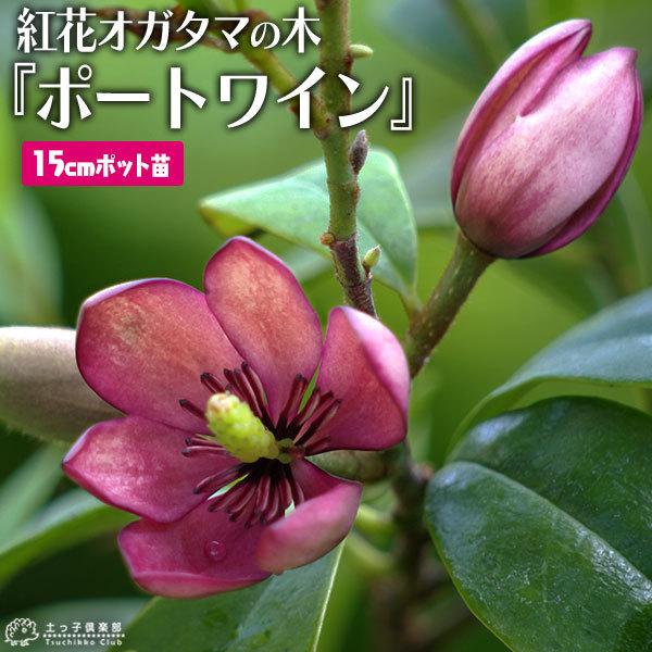 オガタマの木  『紅花オガタマ 』 ポートワイン 15cmポット苗 （別名： バナナツリー ）