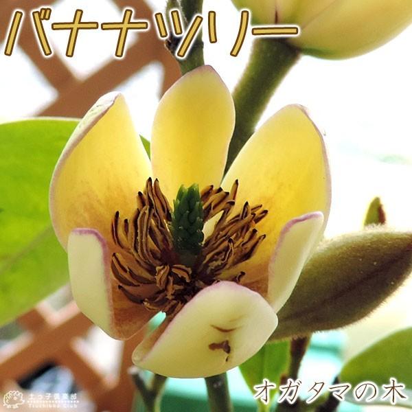 オガタマの木 （ カラタネオガタマ ） 15cmポット苗 （別名： バナナツリー ）