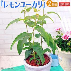ユーカリの木 『 レモンユーカリ 』 2個セット （ 送料無料 ） 10.5cmポット苗
