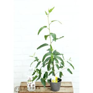 ユーカリの木 『 レモンユーカリ 』 10.5...の詳細画像1
