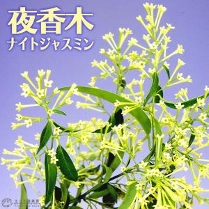 グレビレア ハニージェム 5寸鉢植え : 日本花卉ガーデンセンターYahoo