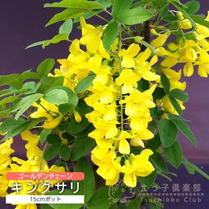 キングサリ（ボッシー） 15cmポット苗木（ 黄花藤 ）