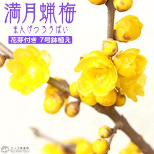 （ 花芽付き ） 香る花木 『 満月蝋梅 （ マンゲツロウバイ ） 』 7号鉢植え 接ぎ木苗｜produce87