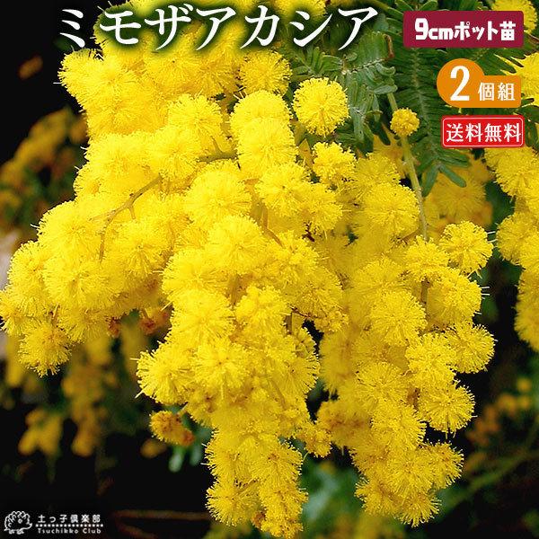 ミモザアカシア （ ゴールデンミモザ ） 2個セット （ 送料無料 ） 9cmポット苗