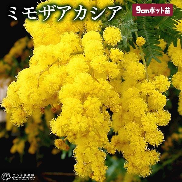 ミモザアカシア （ ゴールデンミモザ ） 9cmポット苗（ 銀葉アカシア ）