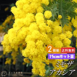 ミモザアカシア 5号（15cm）ポット苗木 （ 銀葉アカシア ） 【2個セット】 【送料無料】｜produce87