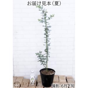 ミモザアカシア 7号大苗 ( 銀葉アカシア )...の詳細画像1