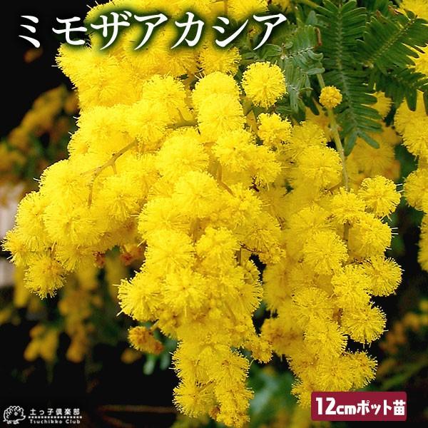 ミモザアカシア 4号ポット 12cmポット苗木（ 銀葉アカシア ）
