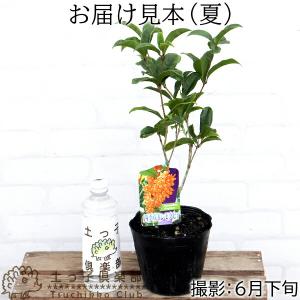 四季咲き金木犀 ( キンモクセイ ) 3年生 ...の詳細画像1