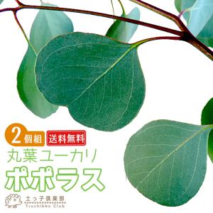 丸葉ユーカリ 『 ポポラス 』 （シルバーダラーガム） 2個セット （ 送料無料 ） 10.5cmポット苗木