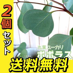 丸葉ユーカリ 『 ポポラス 』 (シルバーダラ...の詳細画像1