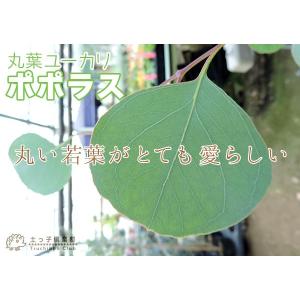 丸葉ユーカリ 『 ポポラス 』 (シルバーダラ...の詳細画像3