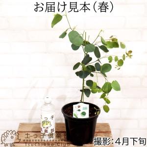 丸葉ユーカリ 『 ポポラス 』 6号鉢植えg-134の詳細画像1