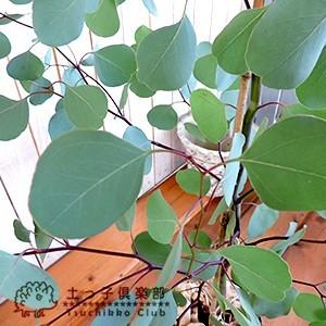 丸葉ユーカリ 『 ポポラス 』 6号鉢植えg-134の詳細画像2
