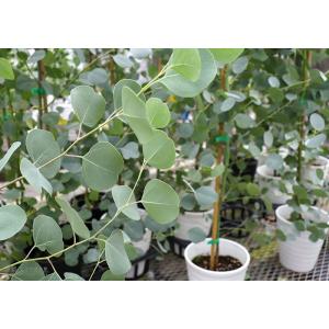 丸葉ユーカリ 『 ポポラス 』 6号鉢植えg-134の詳細画像3