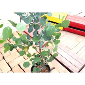 丸葉ユーカリ 『 ポポラス 』 6号鉢植えg-134の詳細画像4