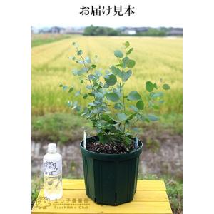 ユーカリ 2品種植え (ポポラス&グニー) 8...の詳細画像1