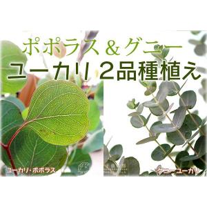 ユーカリ 2品種植え (ポポラス&グニー) 8...の詳細画像3