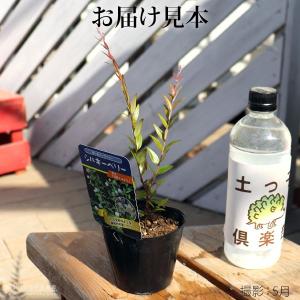 白実 銀梅花『 シルキーベリー 』 9cmポッ...の詳細画像1