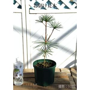コウヤマキ ( 高野槇 ) 6号スリット鉢植えの詳細画像1