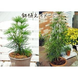 コウヤマキ ( 高野槇 ) 6号スリット鉢植えの詳細画像3