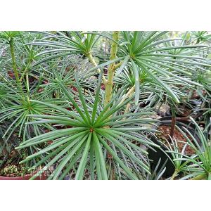 コウヤマキ ( 高野槇 ) 6号スリット鉢植えの詳細画像4