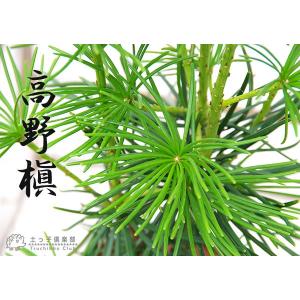 コウヤマキ ( 高野槇 ) 6号スリット鉢植えの詳細画像5