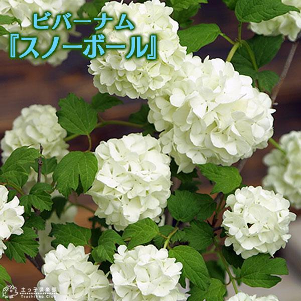 ビバーナム 『 スノーボール 』 5号鉢植え　