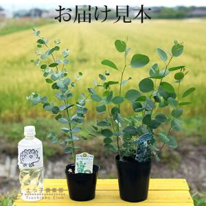 ユーカリ 2品種セット ( ポポラス & グニ...の詳細画像1