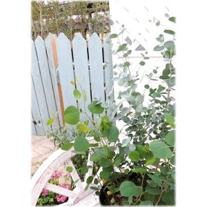 ユーカリ 2品種セット ( ポポラス & グニ...の詳細画像2