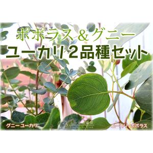 ユーカリ 2品種セット ( ポポラス & グニ...の詳細画像3