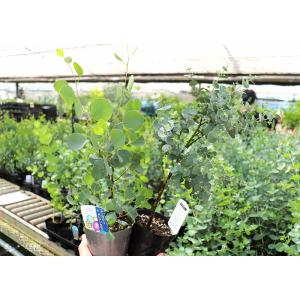 ユーカリ 2品種セット ( ポポラス & グニ...の詳細画像4