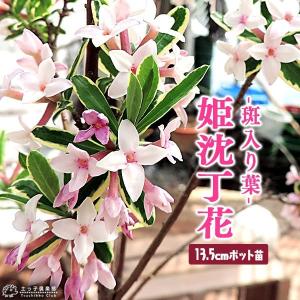 斑入りジンチョウゲ 『覆輪姫沈丁花』 13.5cmポット苗...