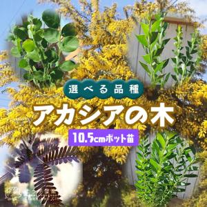 アカシアの木 （ ブルーブッシュ / 三角葉 / パール / プルプレア ）　10.5cmポット苗 【 選べる品種 】｜produce87