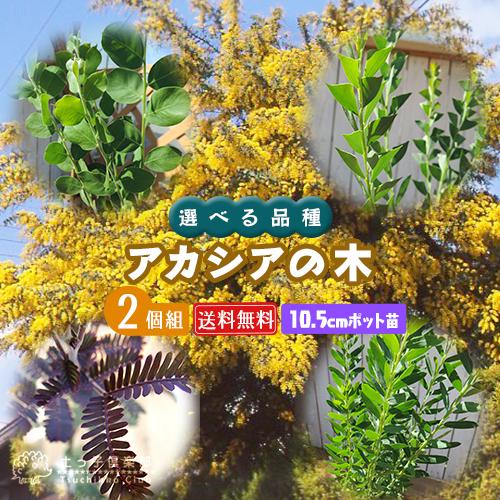 アカシアの木 2個セット （ 送料無料 ） 10.5cmポット苗 （ブルーブッシュ、三角葉、パール、...