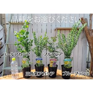 アカシアの木 2個セット ( 送料無料 ) 1...の詳細画像1