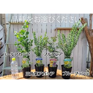 アカシアの木 ( ブルーブッシュ / 三角葉 ...の詳細画像1