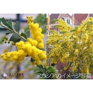 アカシアの木 ( ブルーブッシュ / 三角葉 ...の詳細画像5