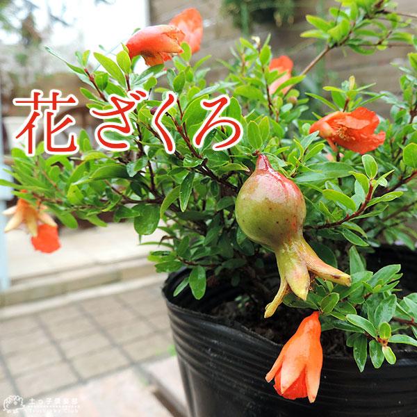 花ざくろ（一才ザクロ・姫ザクロ） 12cmポット苗