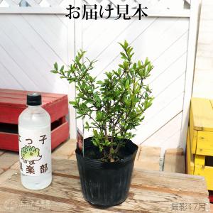 花ざくろ(一才ザクロ・姫ザクロ) 12cmポット苗の詳細画像2