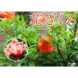 花ざくろ(一才ザクロ・姫ザクロ) 12cmポット苗の詳細画像3