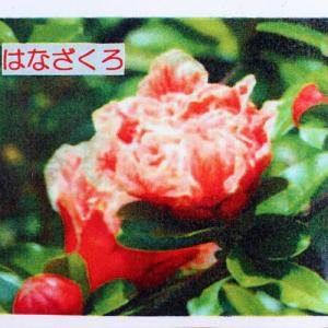 花ざくろ(一才ザクロ・姫ザクロ) 12cmポット苗の詳細画像4