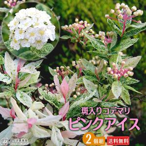 キウイ花粉0.5g : エスフルール - 通販 - Yahoo!ショッピング