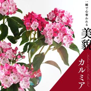 《 花芽付き 》 カルミア 『 オスボレッド 』 15cm鉢植え　（ 花芽付き )｜produce87