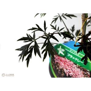 エルダーフラワー ( 西洋ニワトコ ) 『 ブ...の詳細画像4
