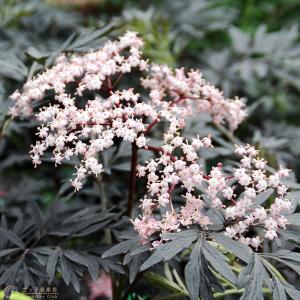 西洋ニワトコの商品一覧 通販 Yahoo ショッピング